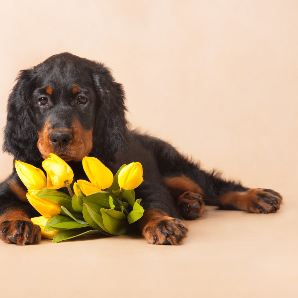 Грустный пес с букетом желтых тюльпанов