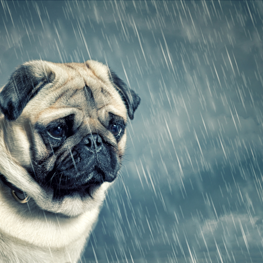 Sad pug in the rain