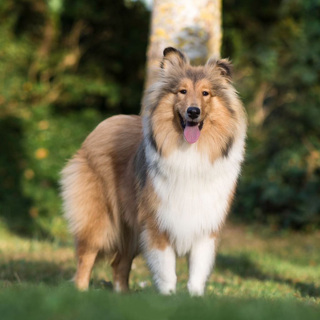 Sheltie dog with tongue hanging out