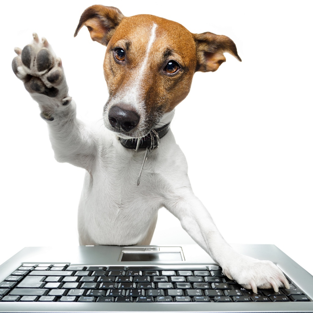 Умный пес в ошейнике за ноутбуком на белом фоне
