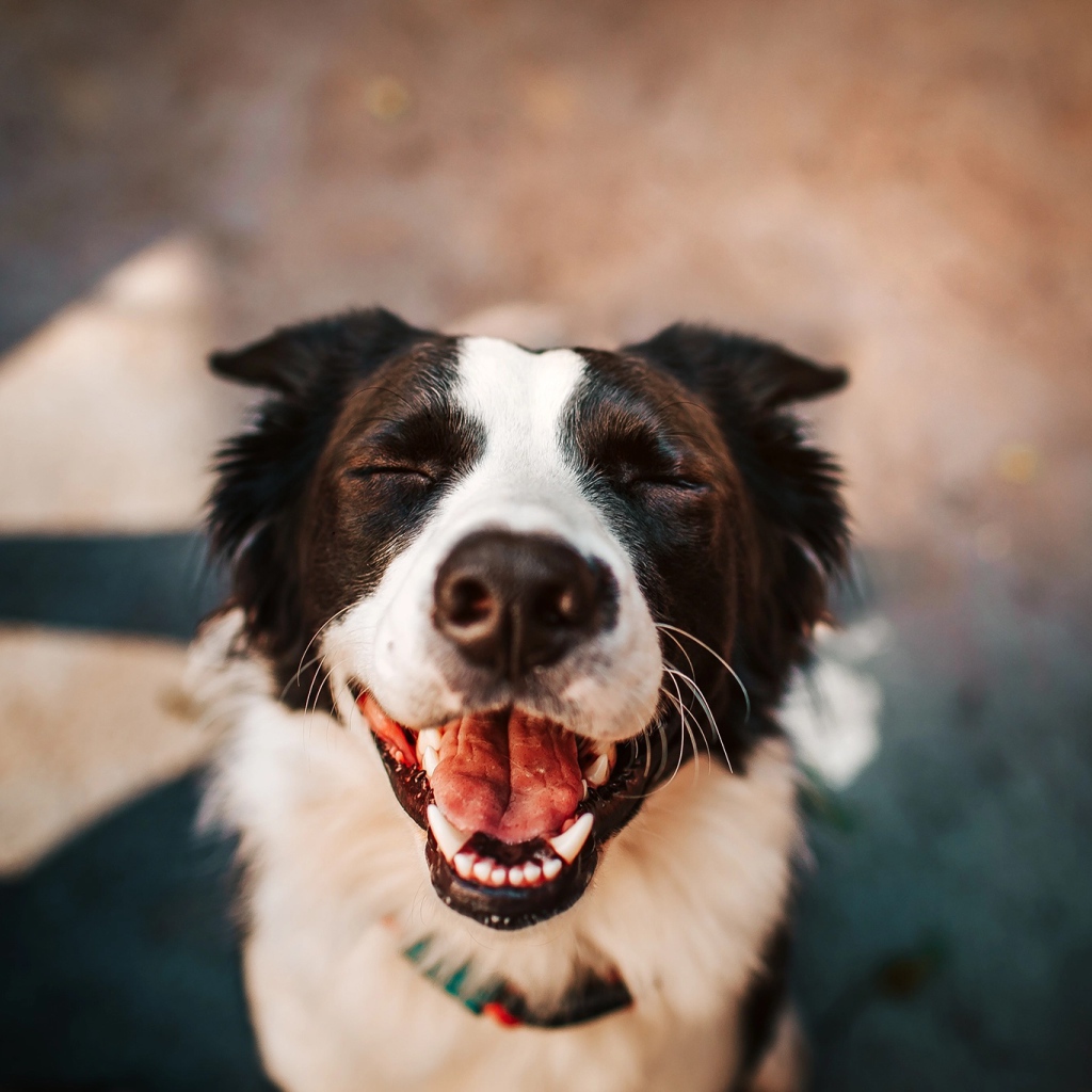 Улыбающаяся собака породы бордер колли