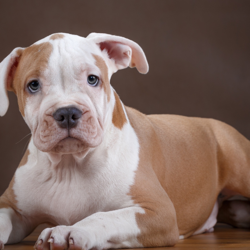 Щенок стаффа на деревянном полу