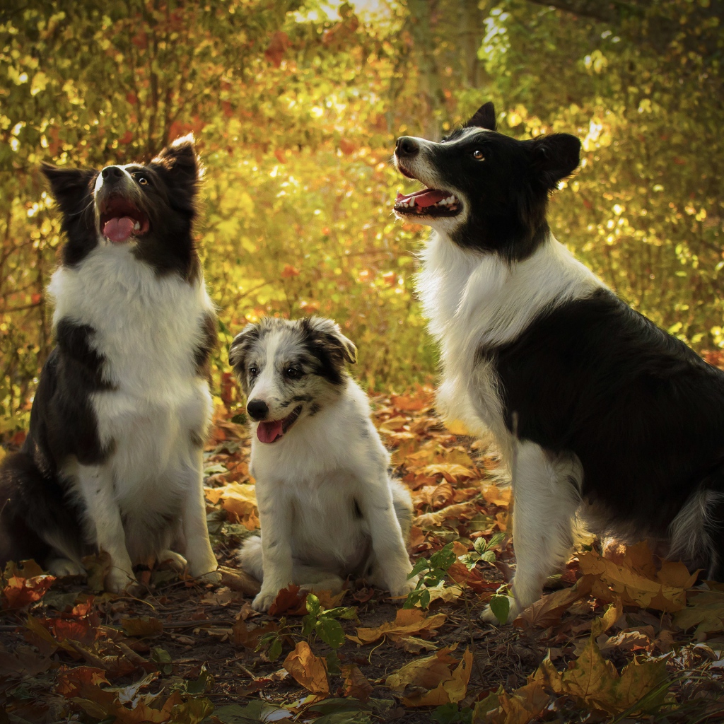 Три собаки породы Бордер-колли в осеннем лесу