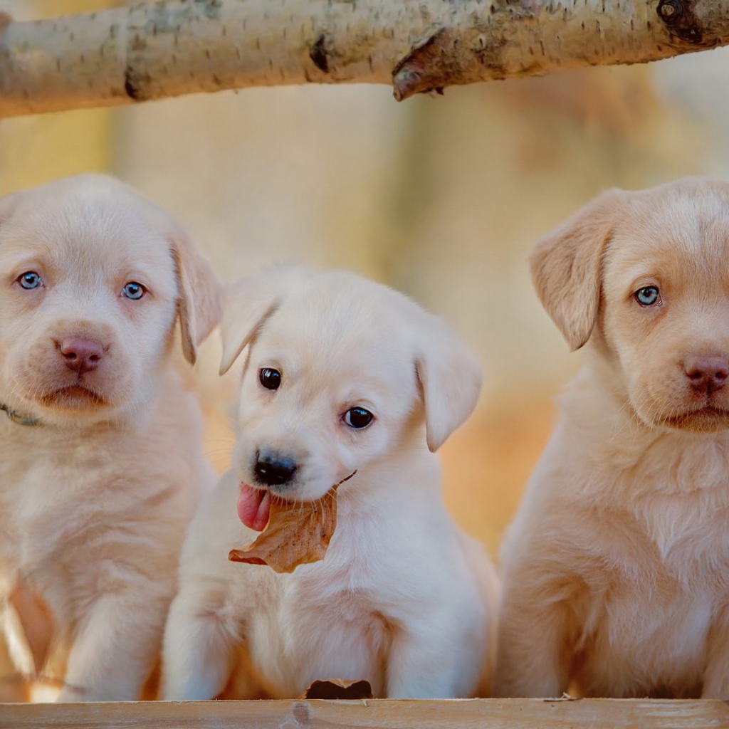 Три маленьких щенка лабрадора осенью
