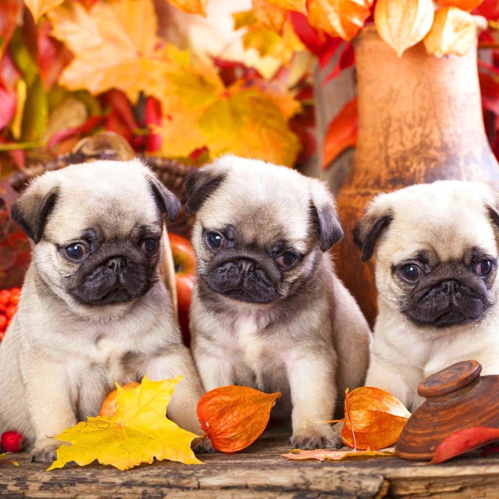 Три маленьких мопса сидят на фоне осенних листьев