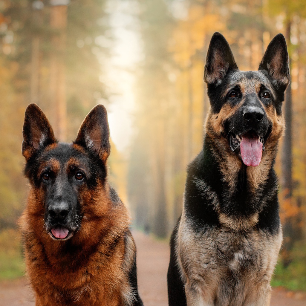 Две красивые немецкие овчарки с высунутым языком в лесу
