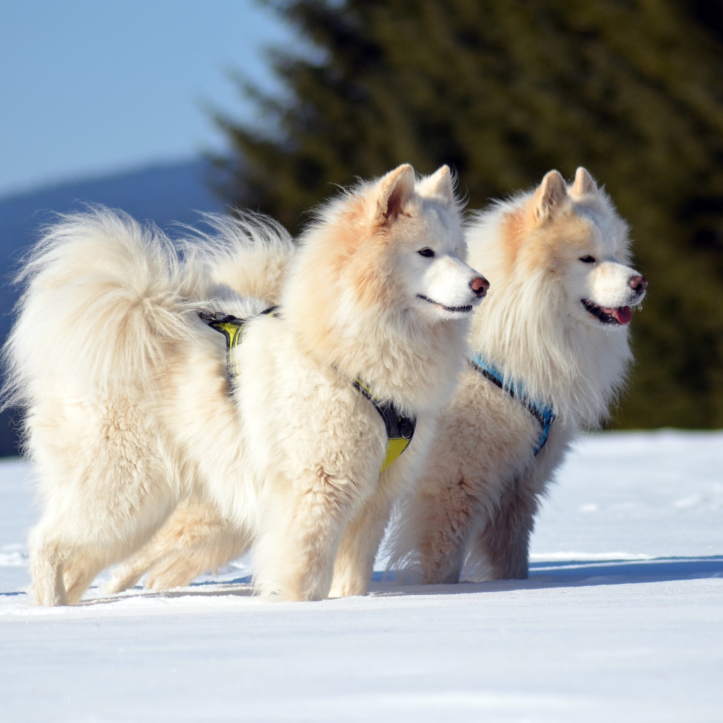 Две красивые пушистые белые Самоедские собаки на снегу