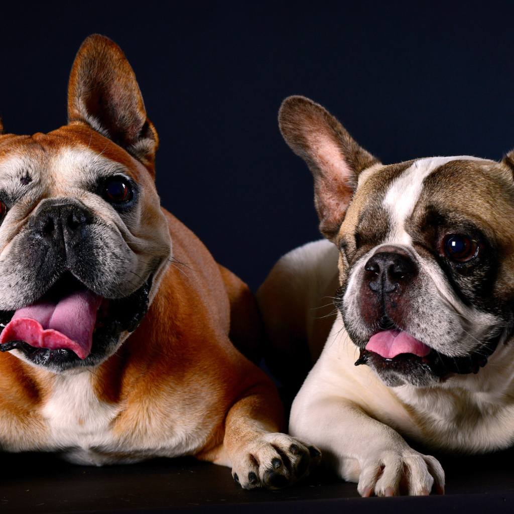 Два бульдога лежат на синем фоне