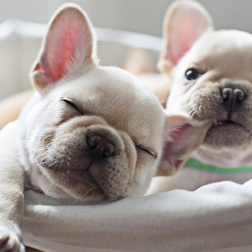 Два милых белых щенка французского бульдога 