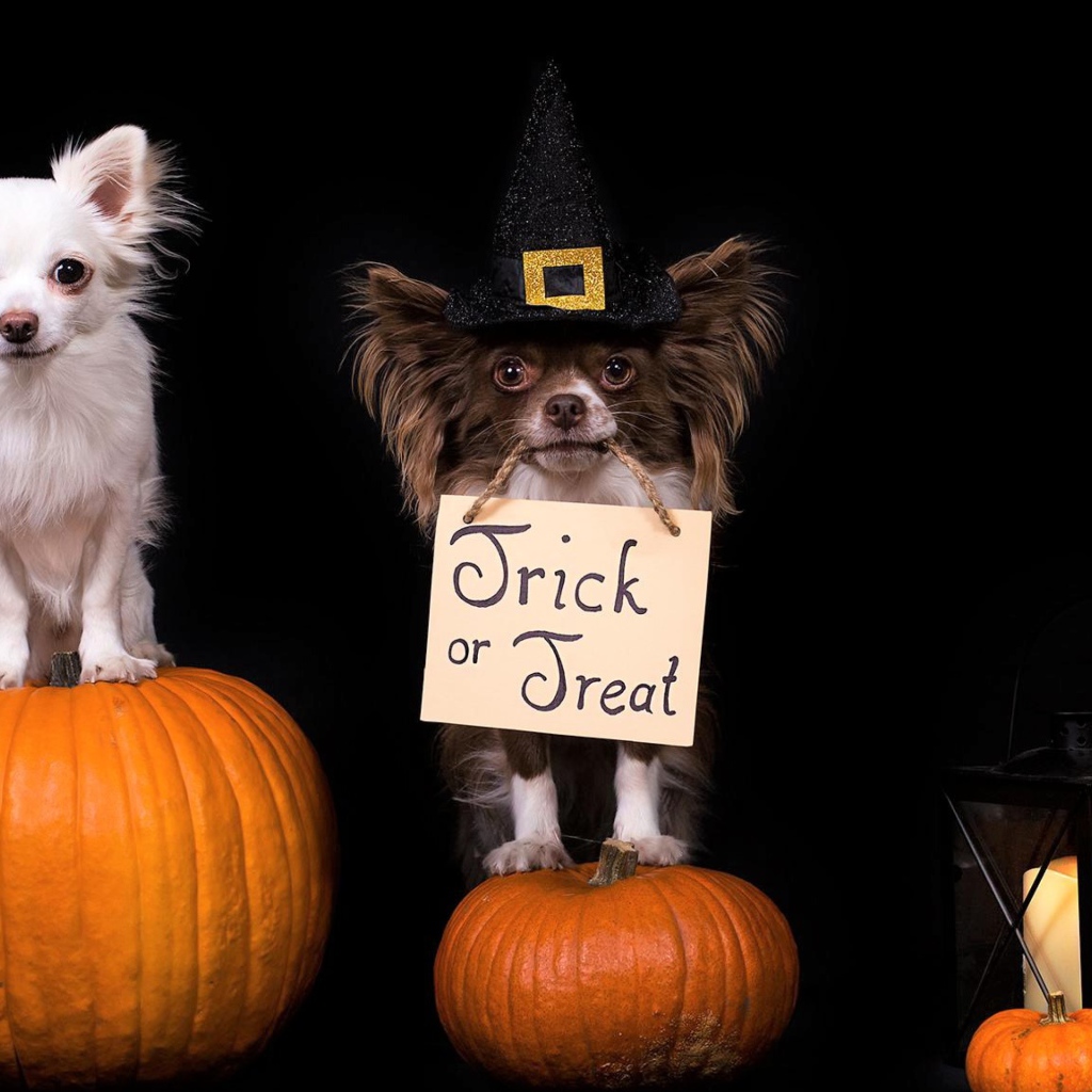 Две собаки породы чихуахуа сидят на тыквах на черном фоне