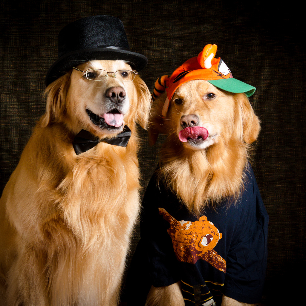 Два модных золотистых ретривера в костюмах 