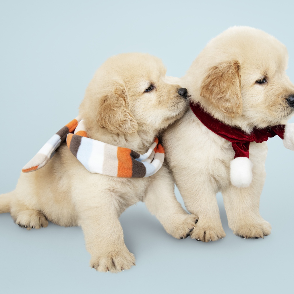 Two funny Golden Retriever puppies with scarves around their necks