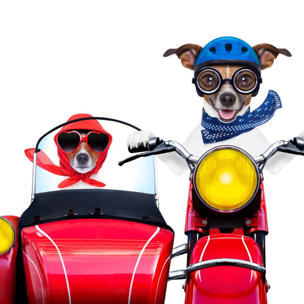 Две смешные собаки на мотоцикле на белом фоне
