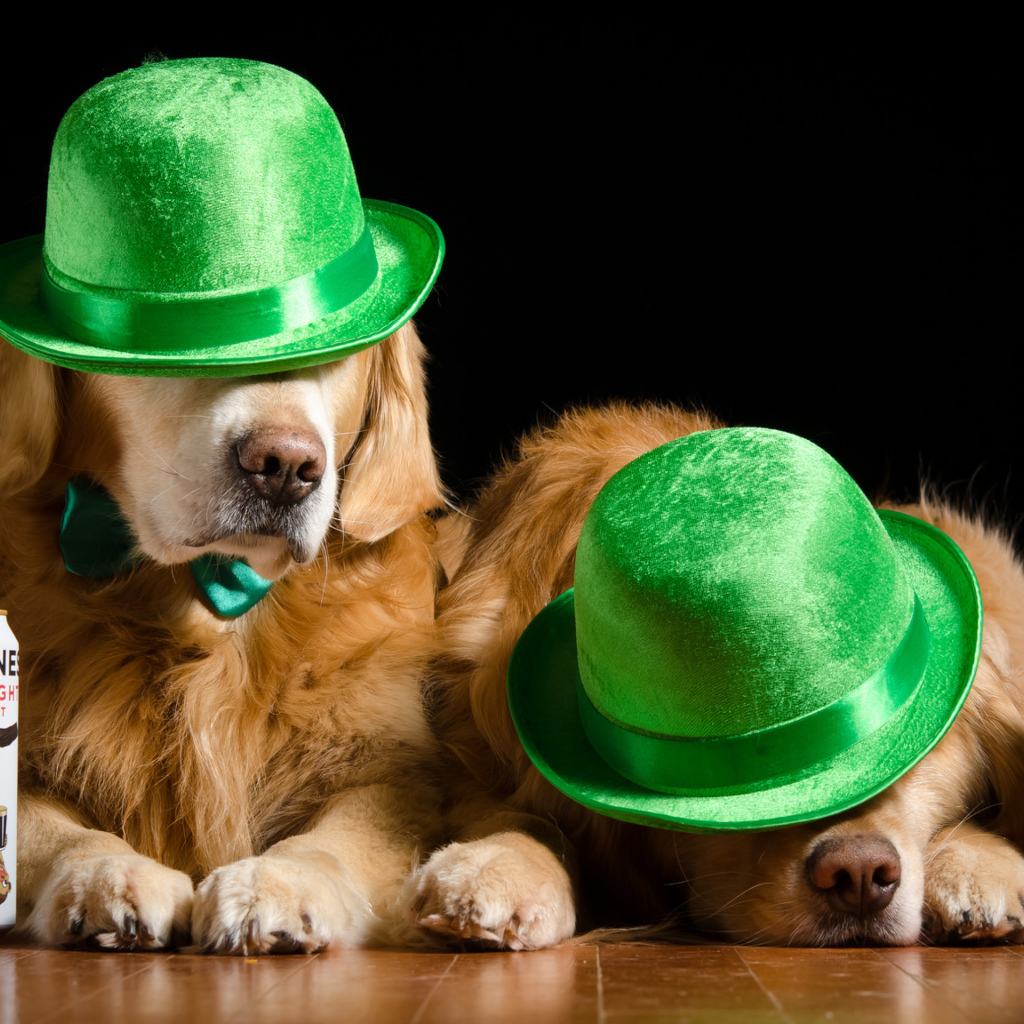 Два золотистых ретривера в зеленых шляпах