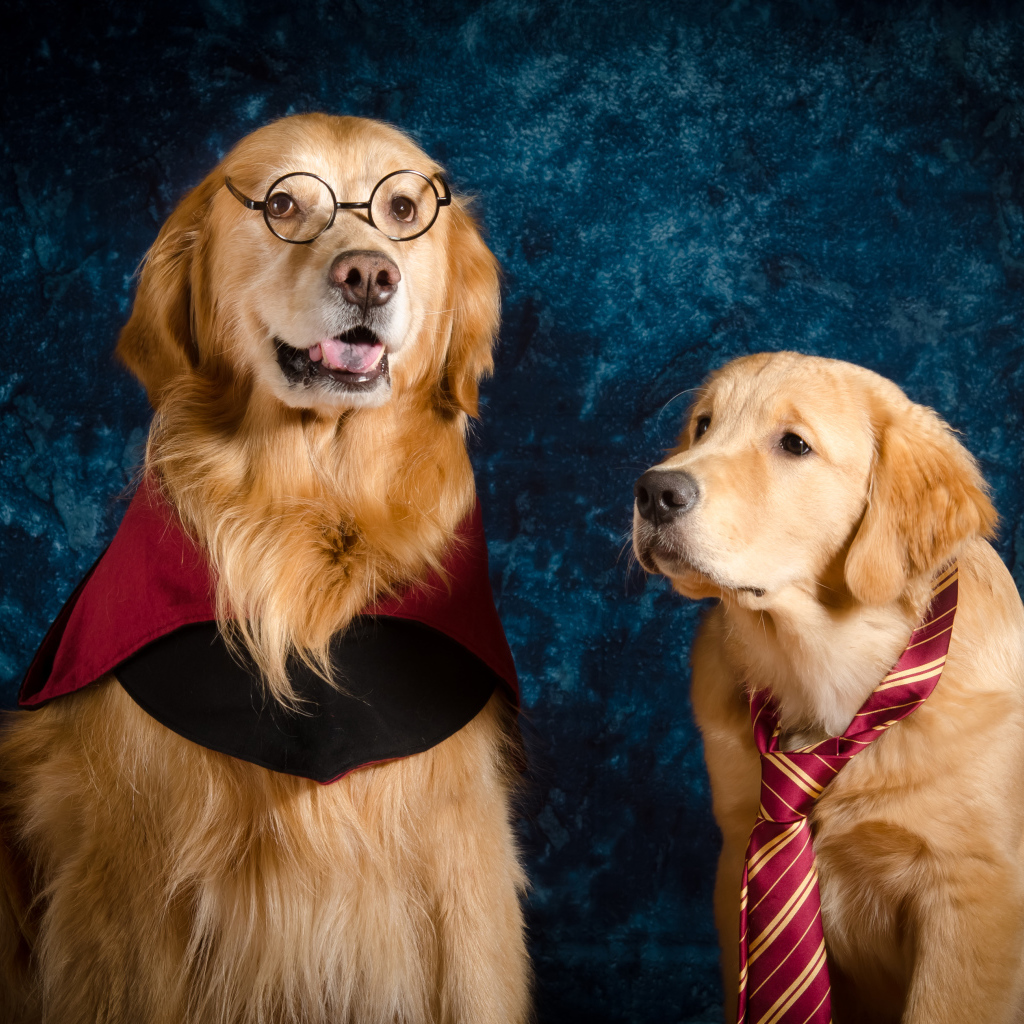 Два золотистых ретривера сидят на фоне синей стены 