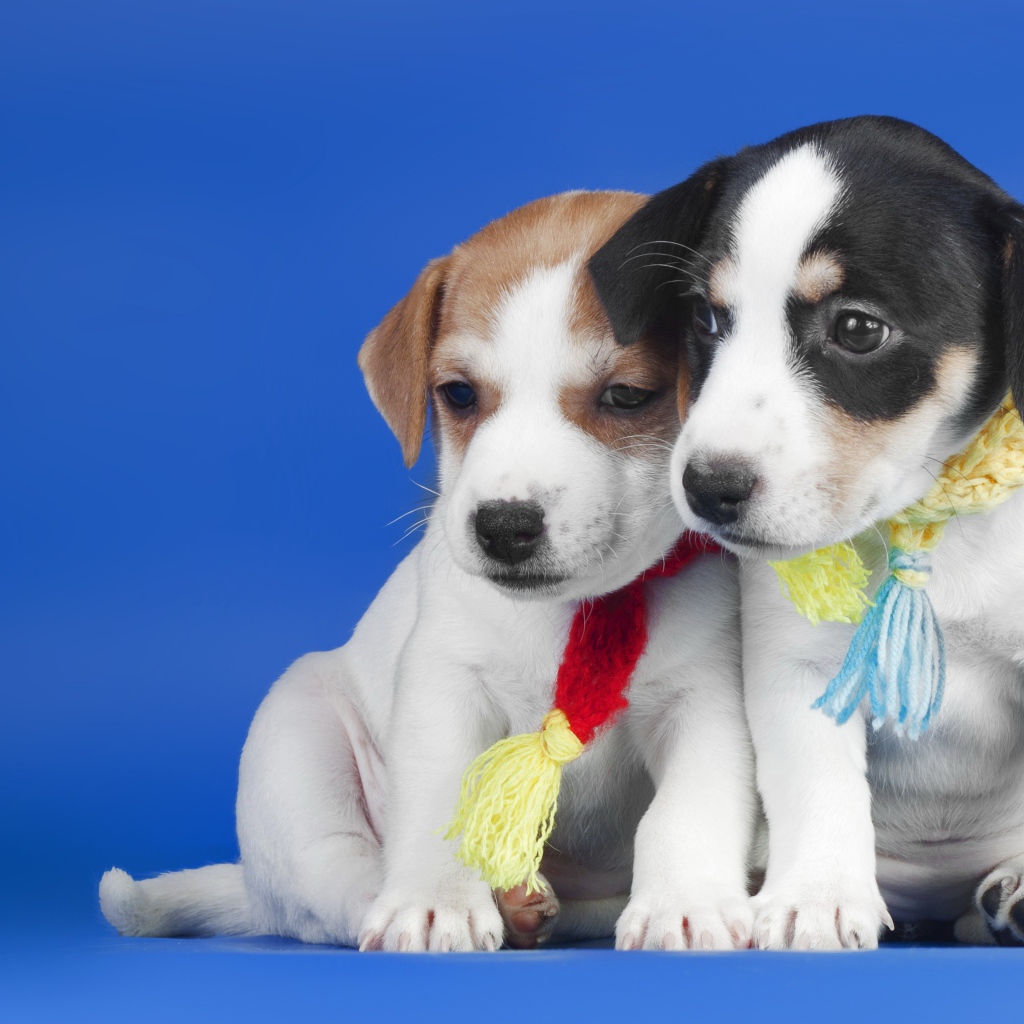 Два маленьких милых щенка на синем фоне