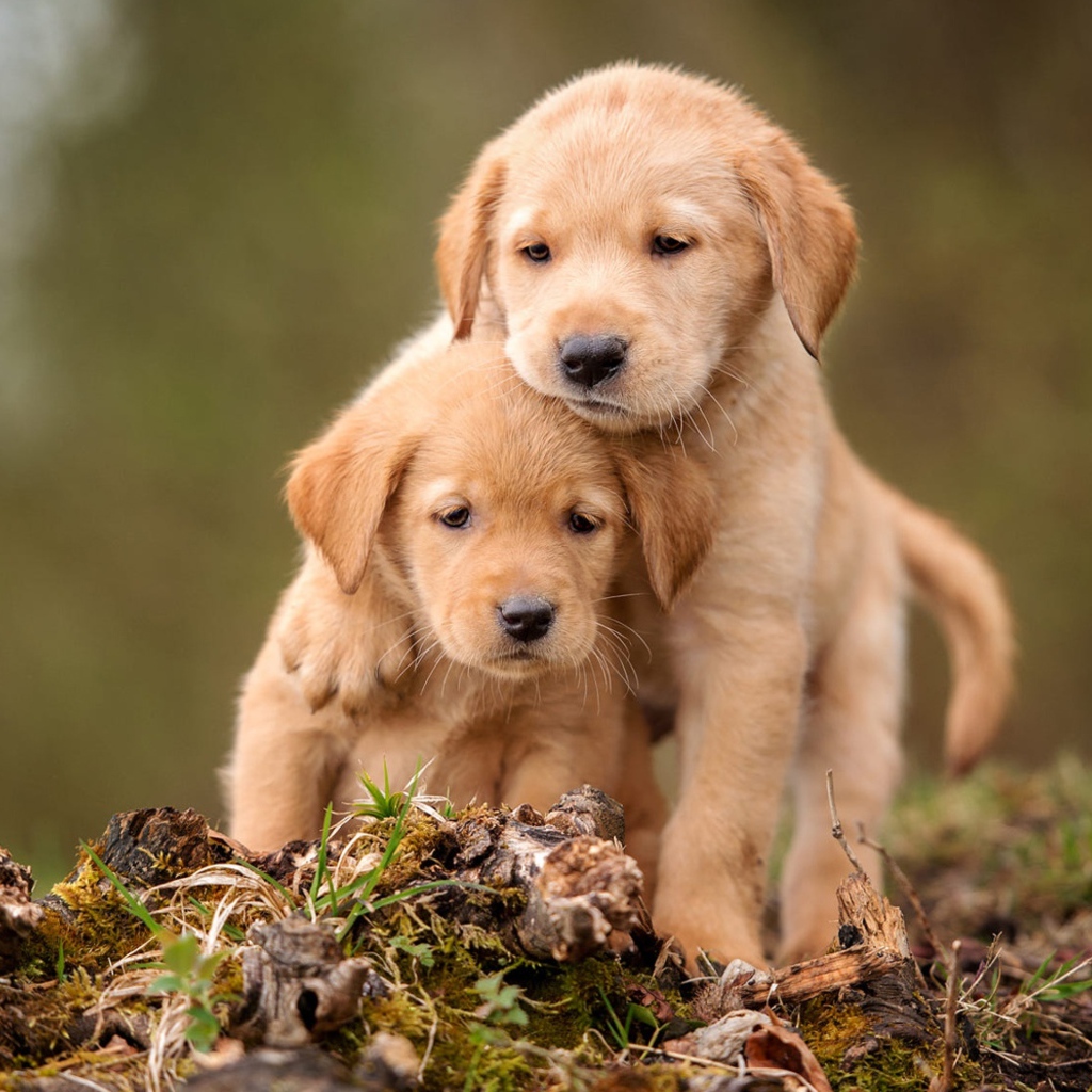 Два маленьких щенка золотистого ретривера сидят на земле 