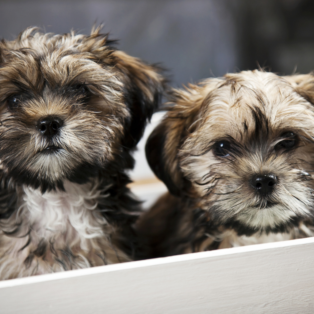 Два щенка шпица в коробке