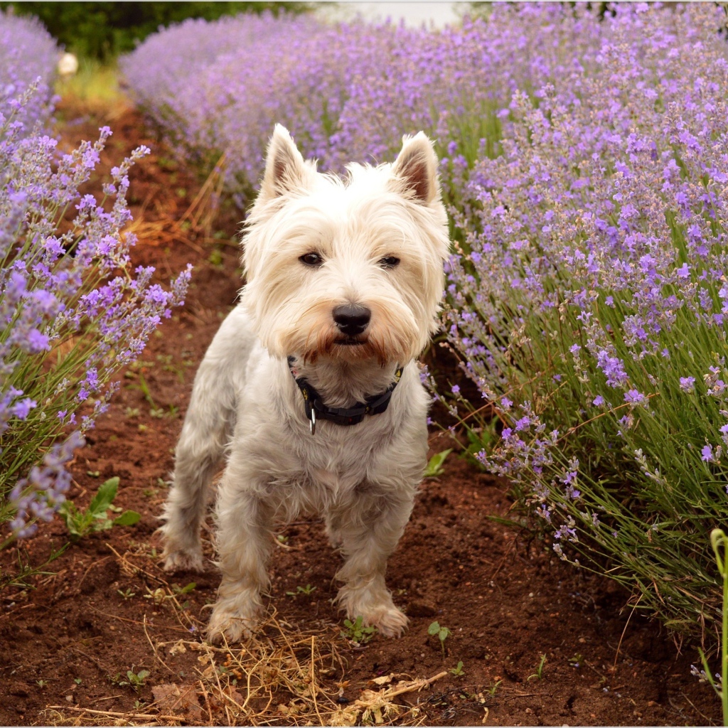 Вест хайленд уайт терьер стоит на дорожке у цветов лаванды