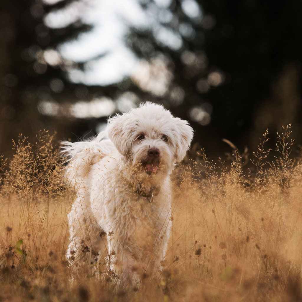 Белая пушистая породистая собака в траве