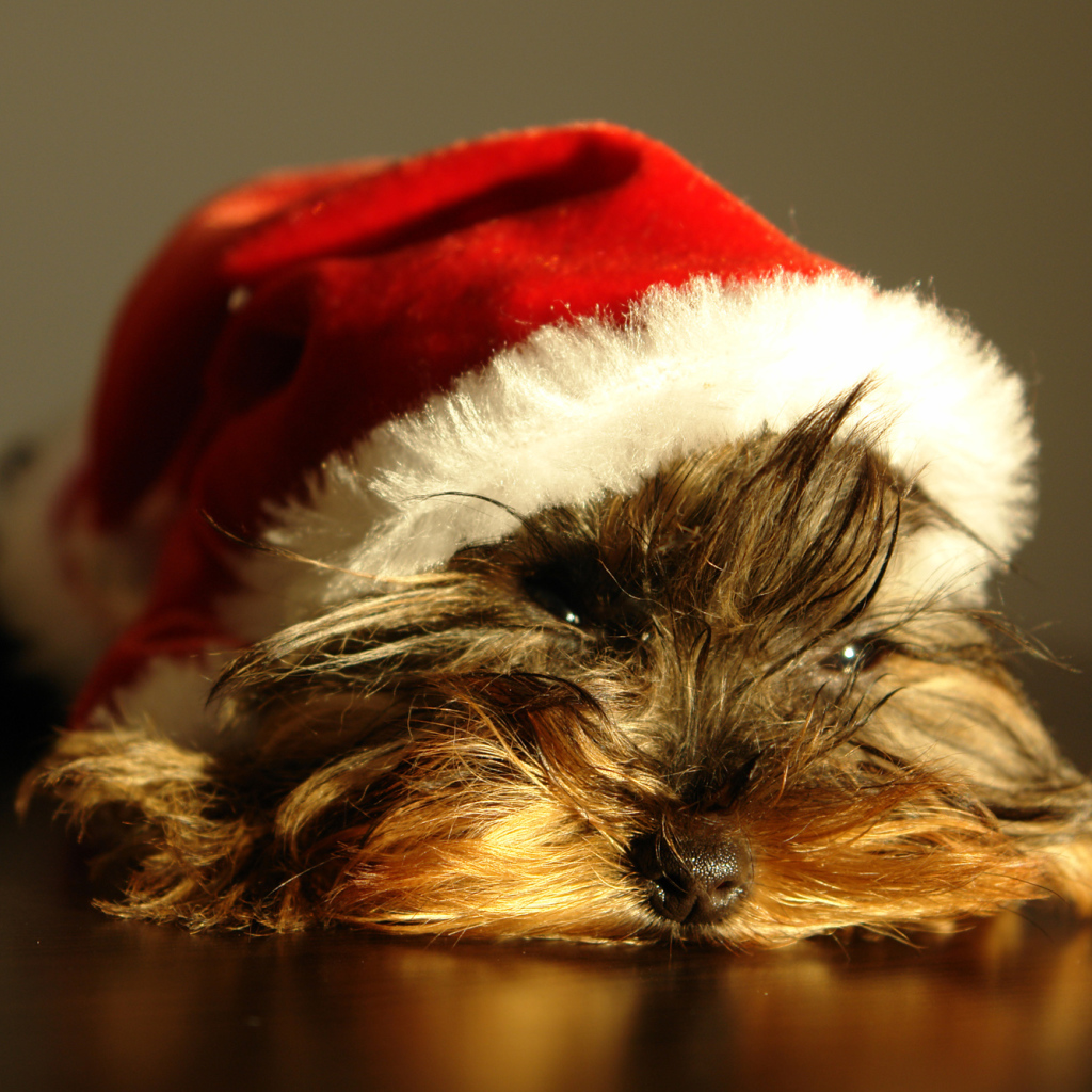 Йоркширский терьер в новогодней шапке 