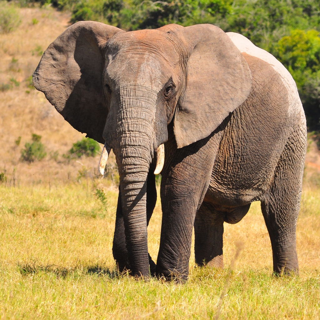 Большой серый кот идет по траве 
