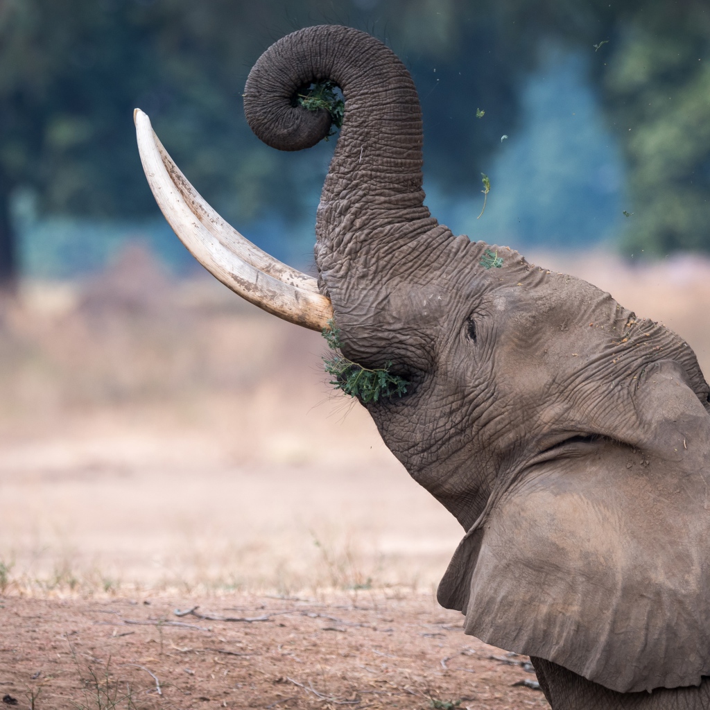Серый слон с острыми бивнями ест траву