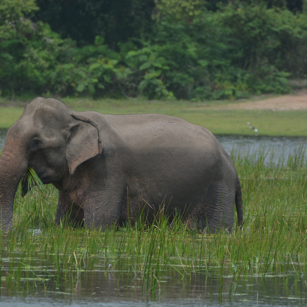Серый слон стоит в воде с зеленой травой