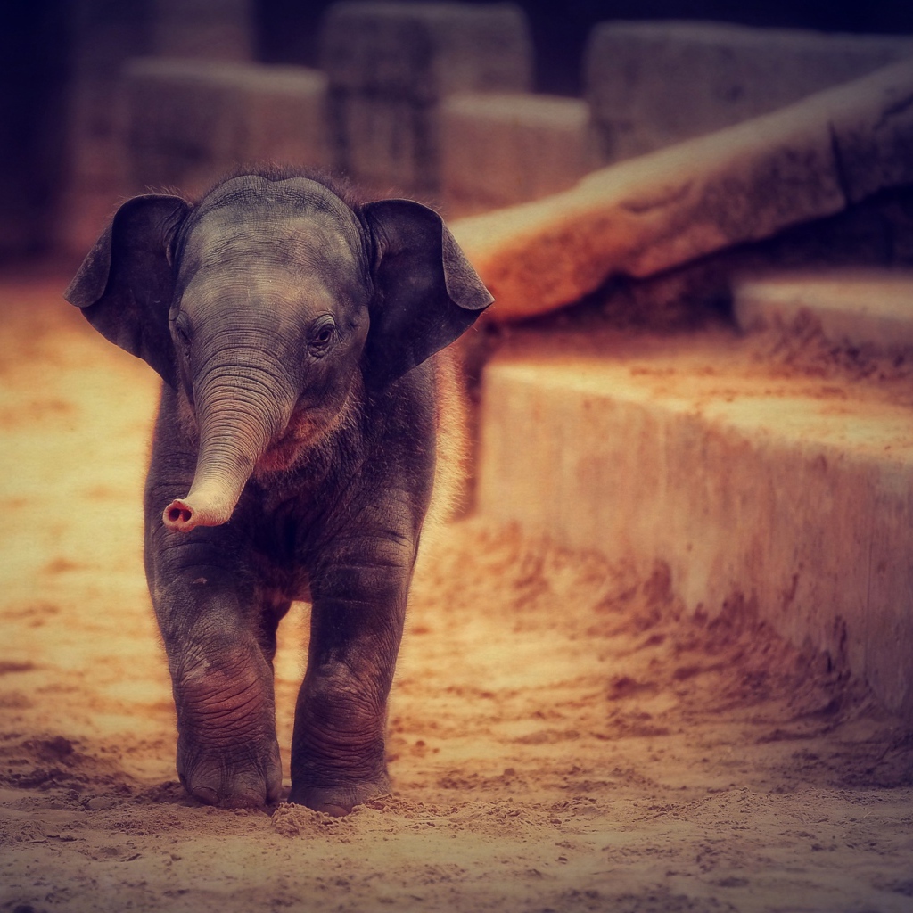 Маленький серый слоненок идет по песку 