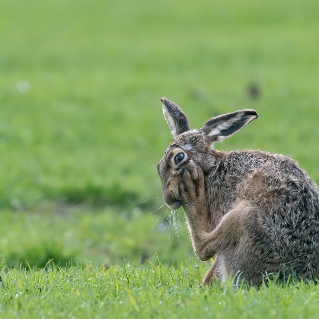 Big gray hare scratches a paw on green grass