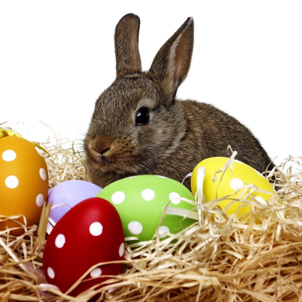 Big gray rabbit sitting in a nest with Easter eggs on a white background.