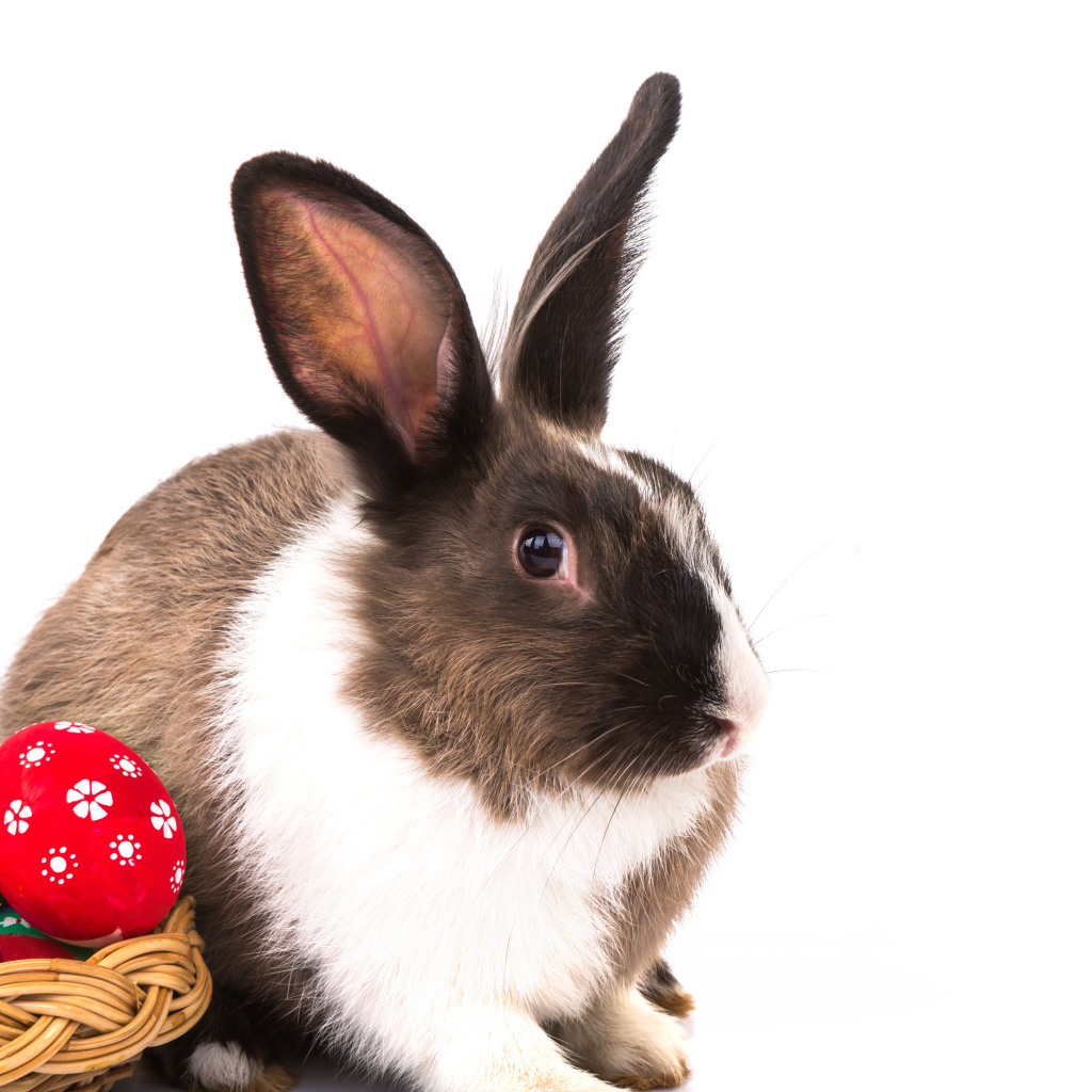 Большой кролик с крашеными яйцами на белом фоне