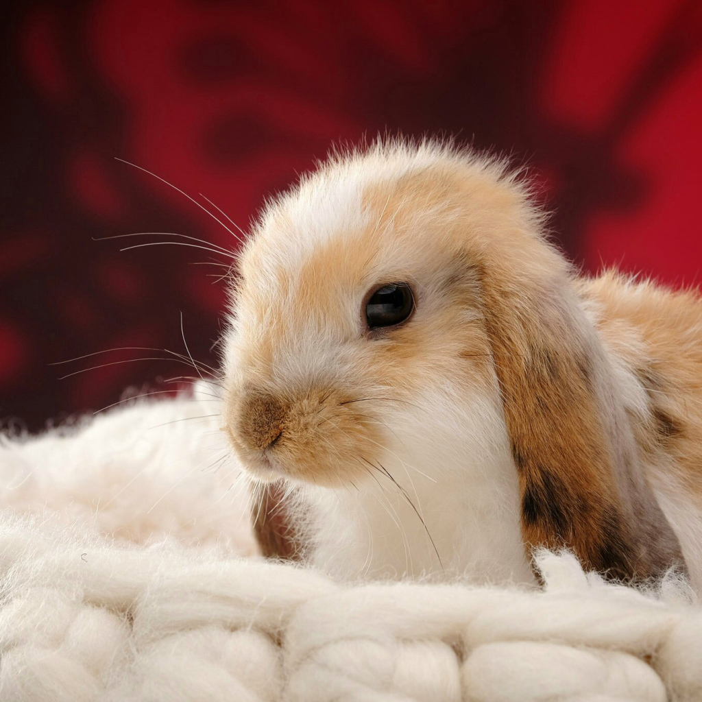 Милый декоративный кролик спит на мягкой подушке 