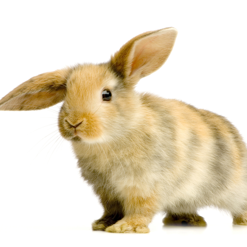 Cute decorative rabbit with a bowed ear on a white background