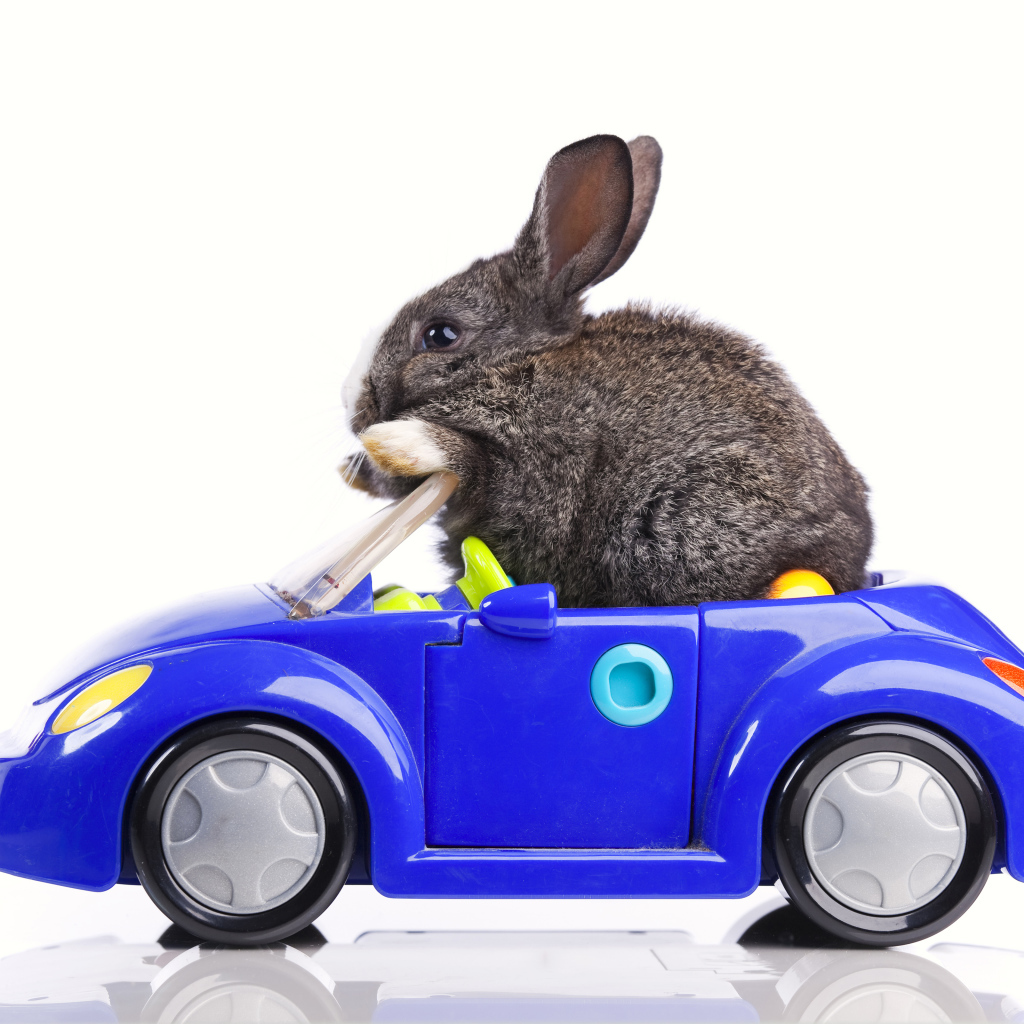 Серый декоративный кролик в игрушечной машинке на белом фоне