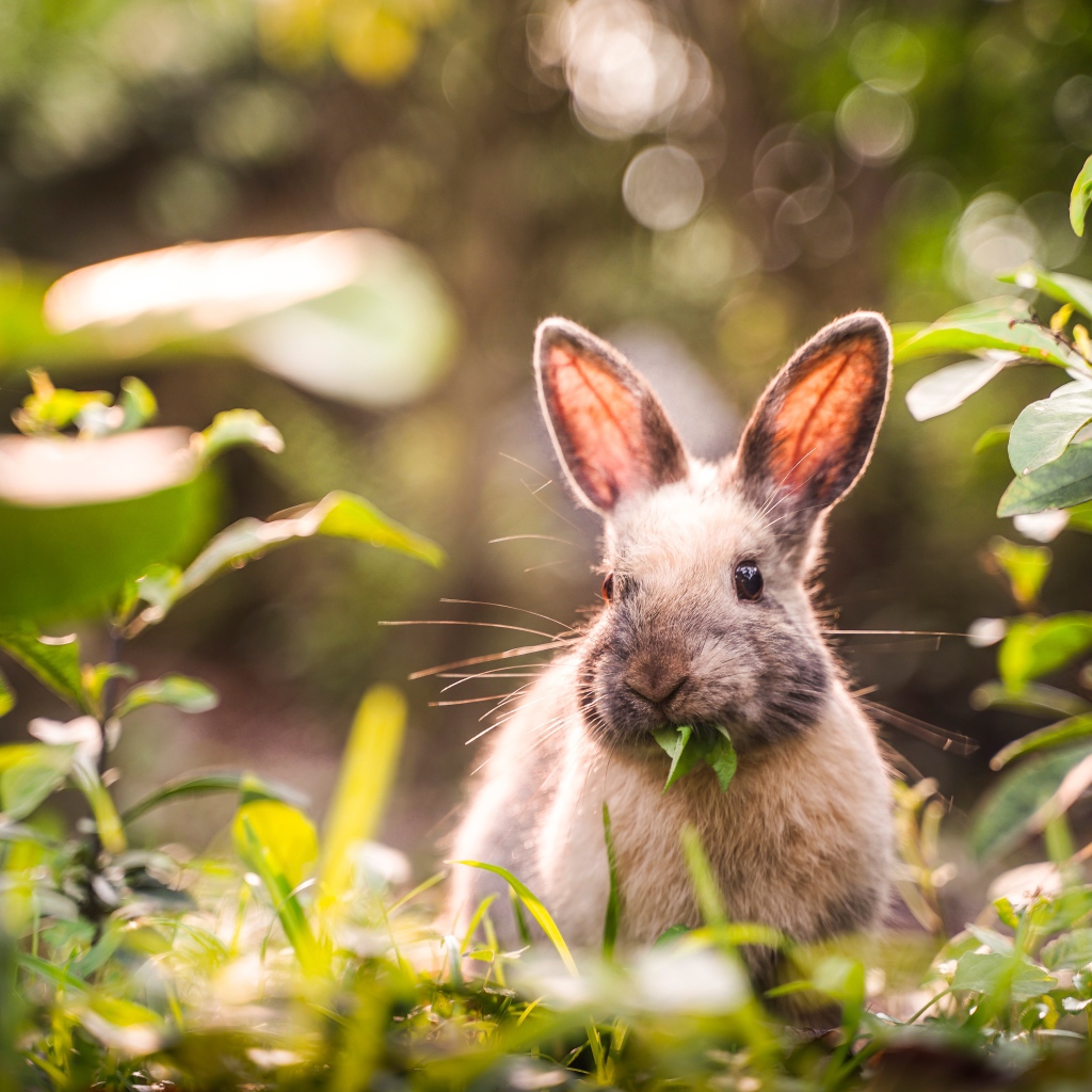 Серый кролик грызет зеленые листья 