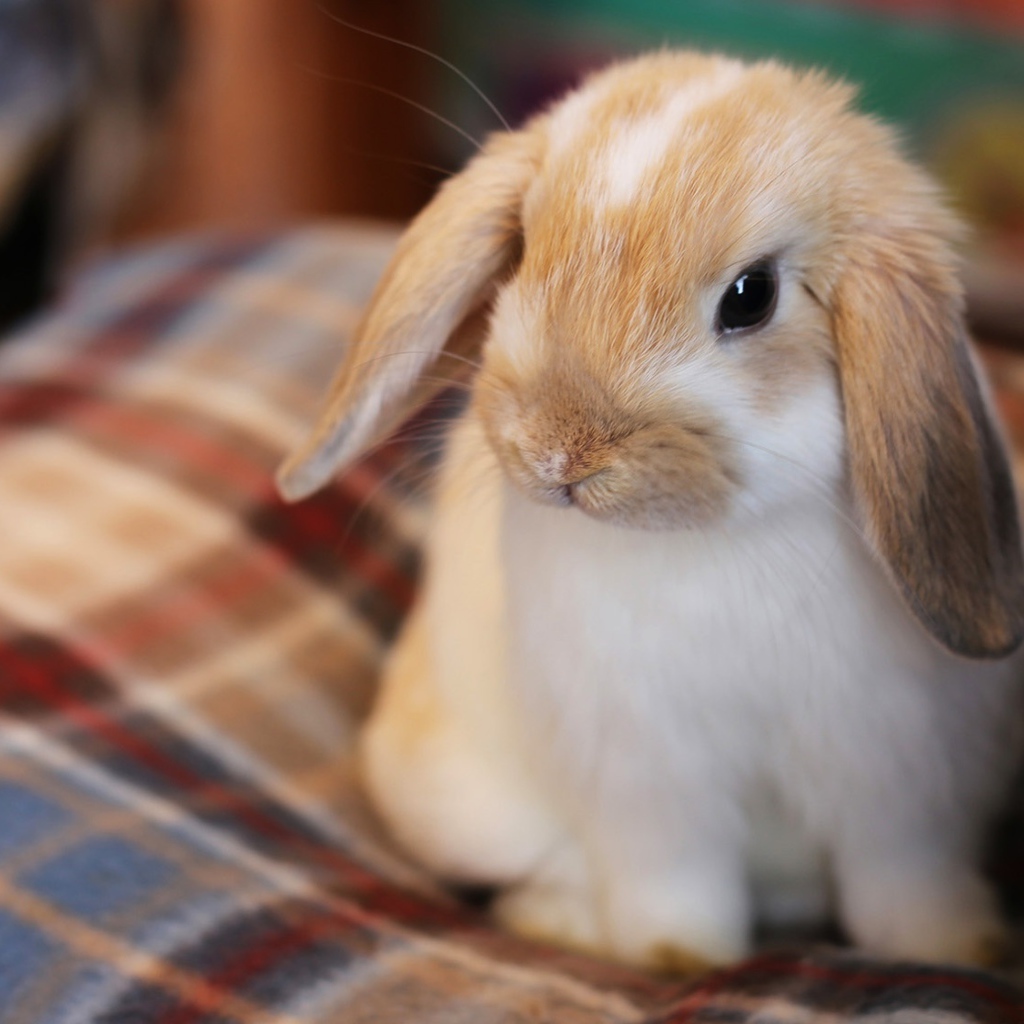 Маленький декоративный кролик сидит на кровати