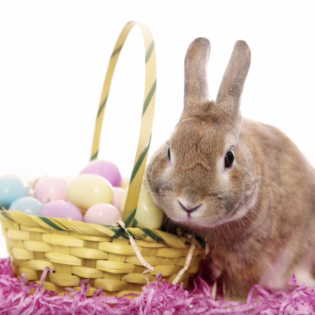 Кролик с корзиной яиц на белом фоне