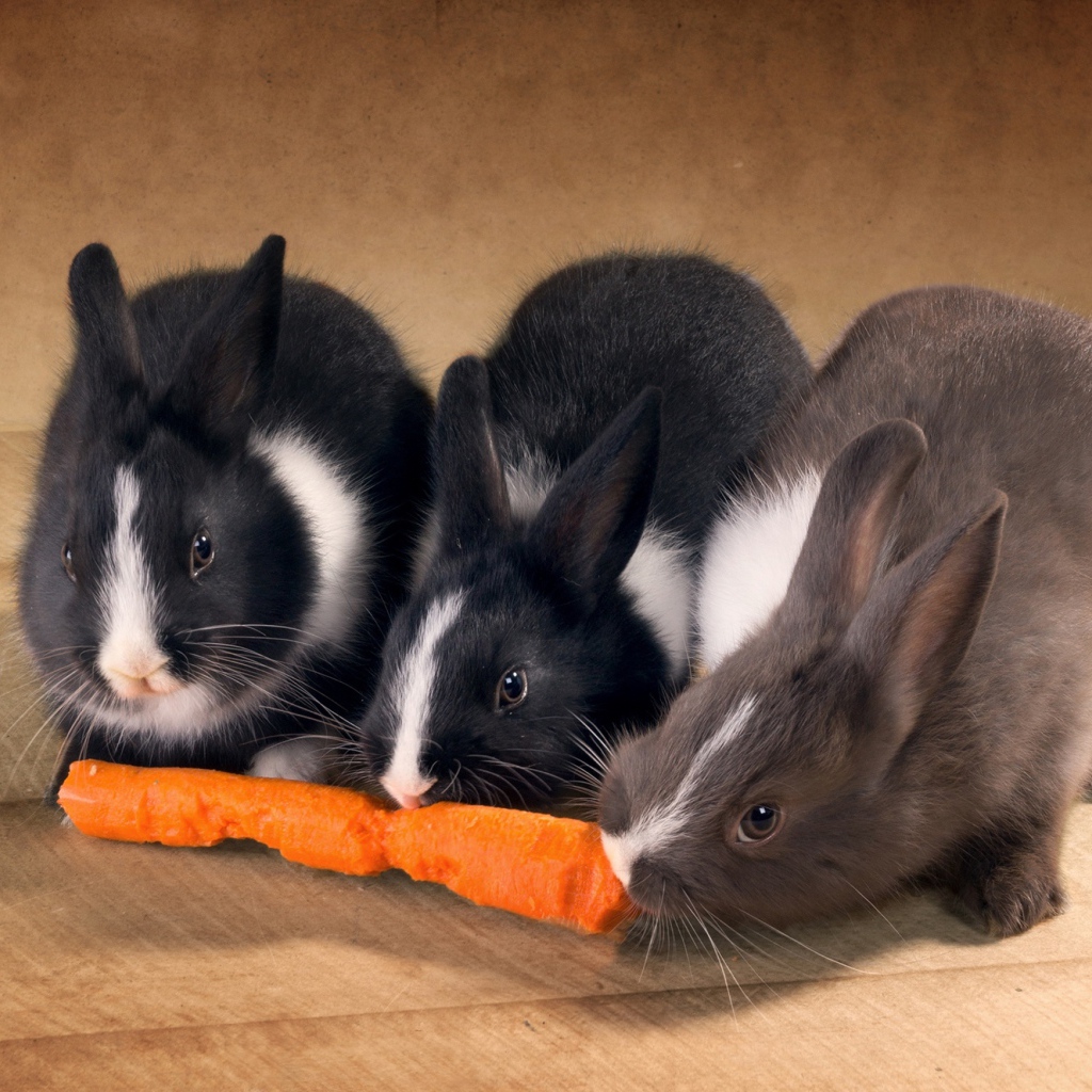 Три милых декоративных кролика грызут морковку