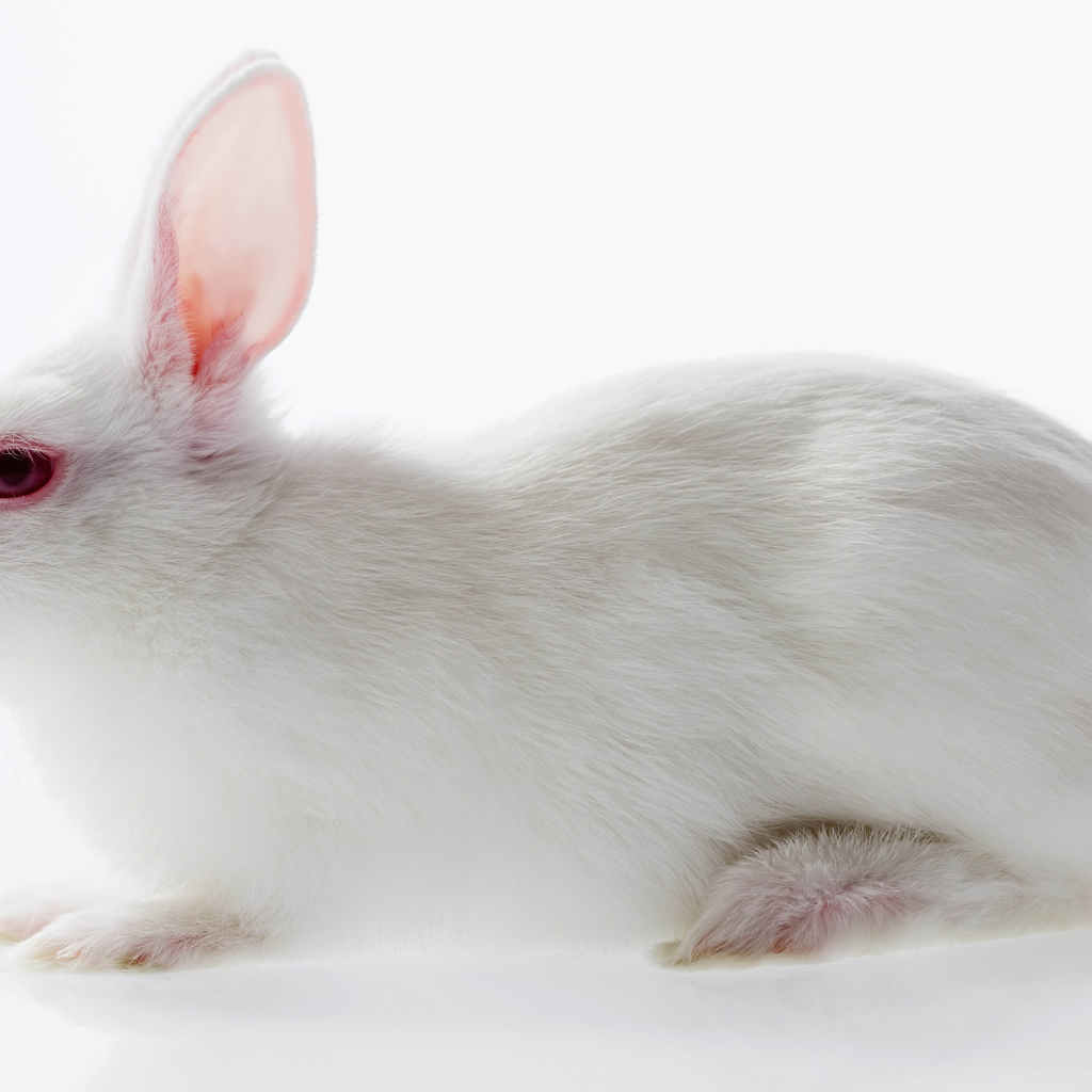 Белый кролик с красными глазами на белом фоне