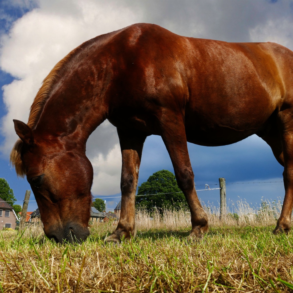 Коричневая лошадь пасется на ферме