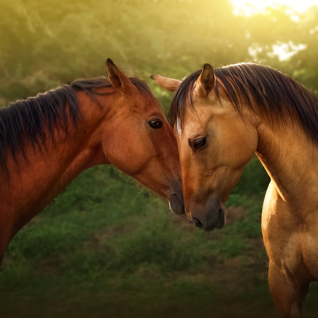 Пара красивых коричневых лошадей