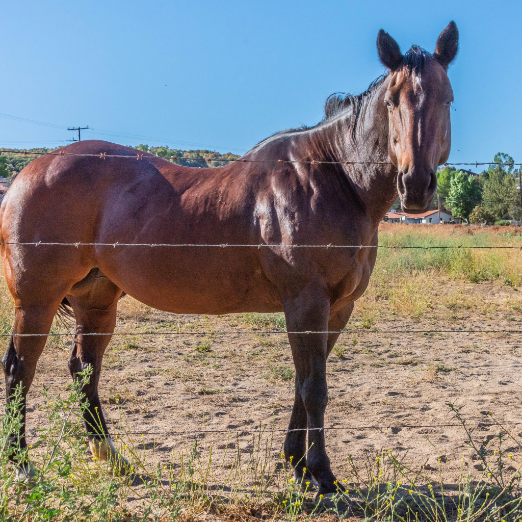 Большая коричневая лошадь на ферме