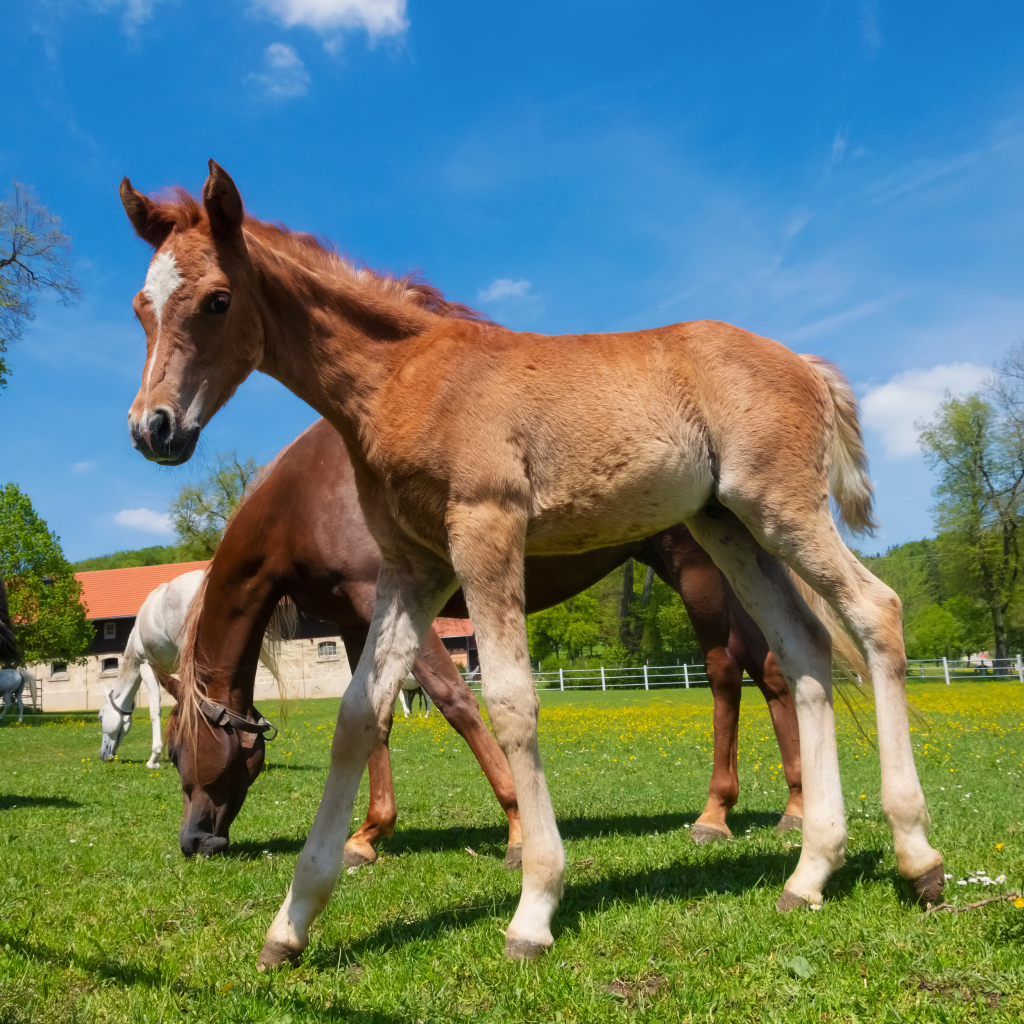 Жеребенок на ферме с лошадьми на фоне голубого неба