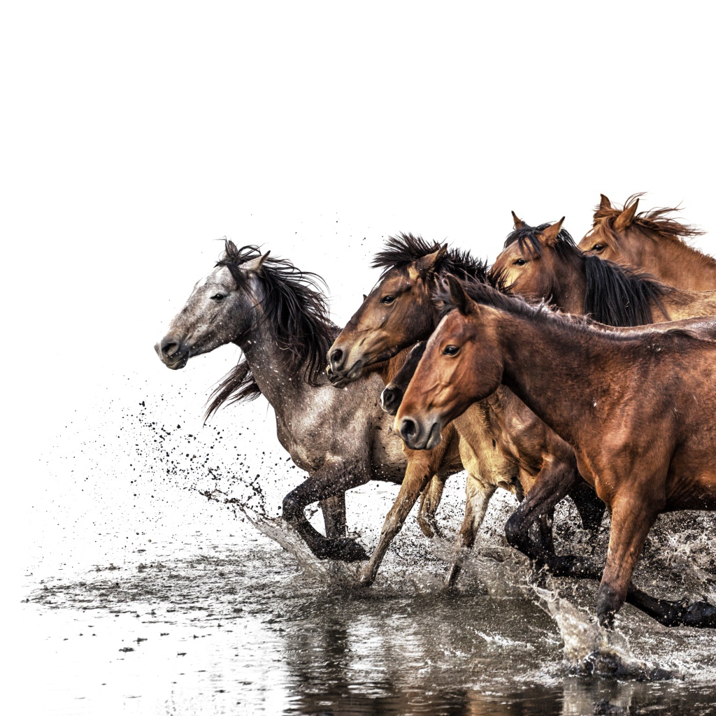 Табун лошадей скачет по воде на белом фоне 