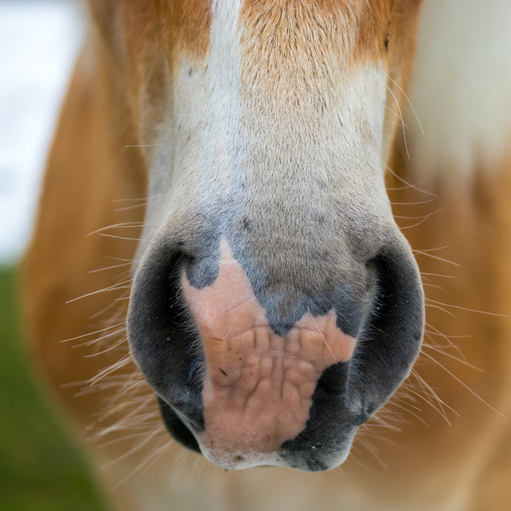 Нос большой коричневой лошади