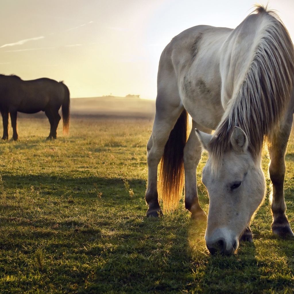 Две лошади пасутся на зеленой траве на рассвете 