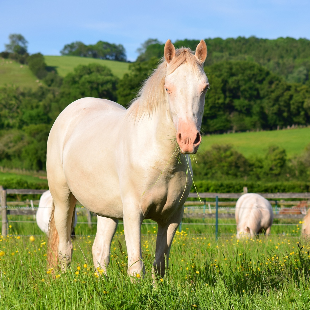 Белая лошадь пасется на ферме