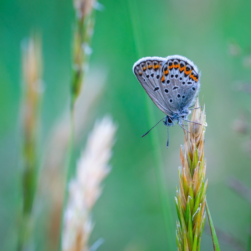 Красивая голубая бабочка сидит на колоске