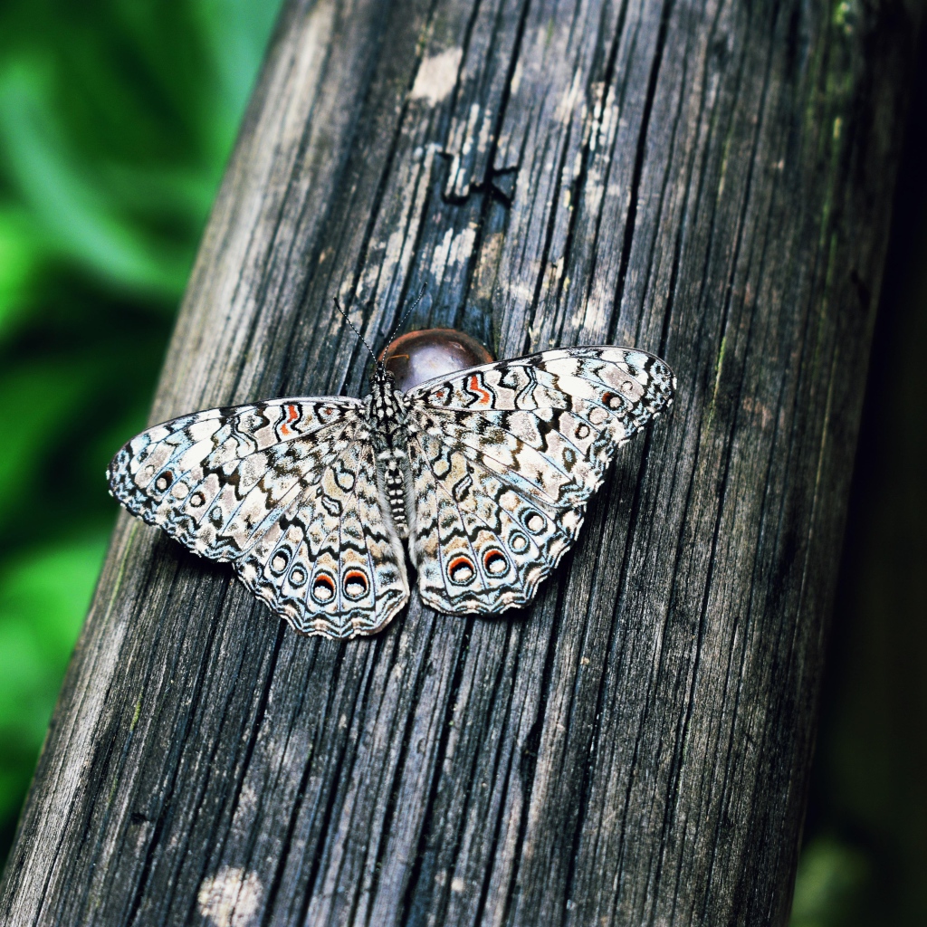Красивая бабочка сидит на деревянном столбе